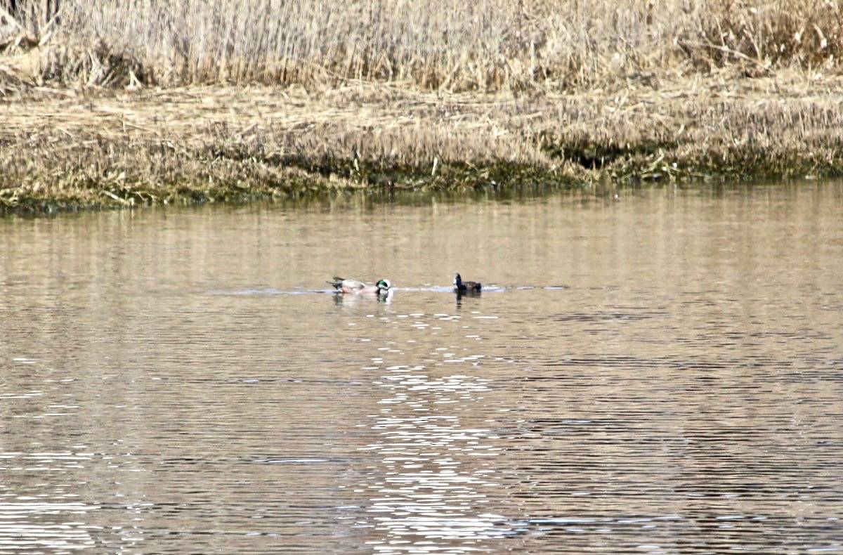 James Hatfield / Macaulay Library at the Cornell Lab of Ornithology (ML149552301)